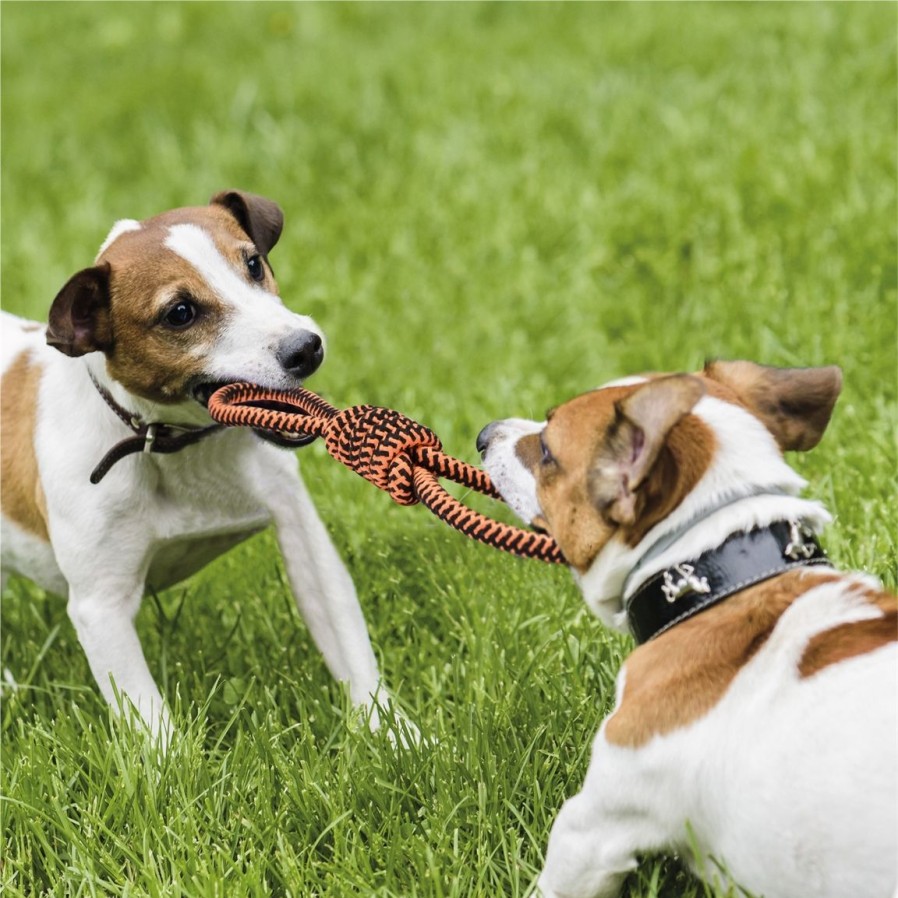 Jardin Exterieur Et Animaux Tempsl | Corde De Jeu Pour Chien